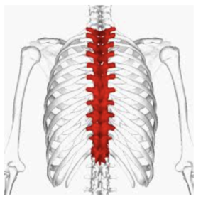 The spine model colored red
